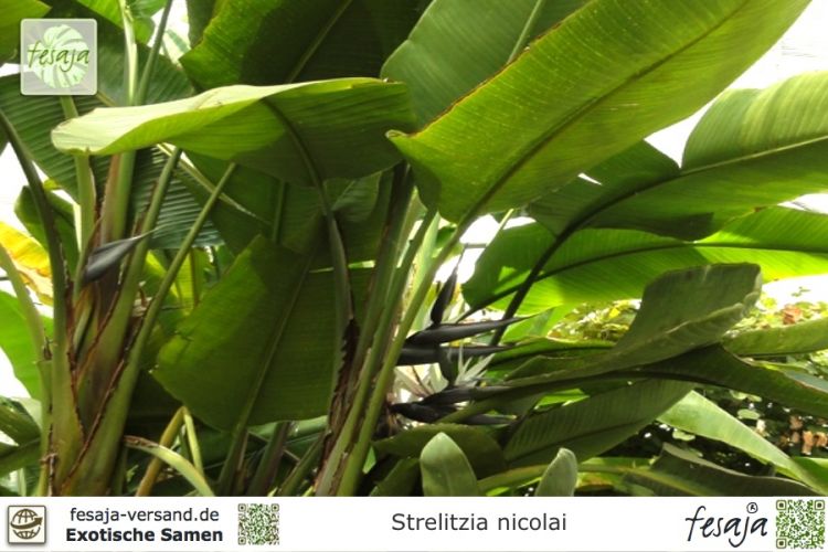 Strelitzia nicolai