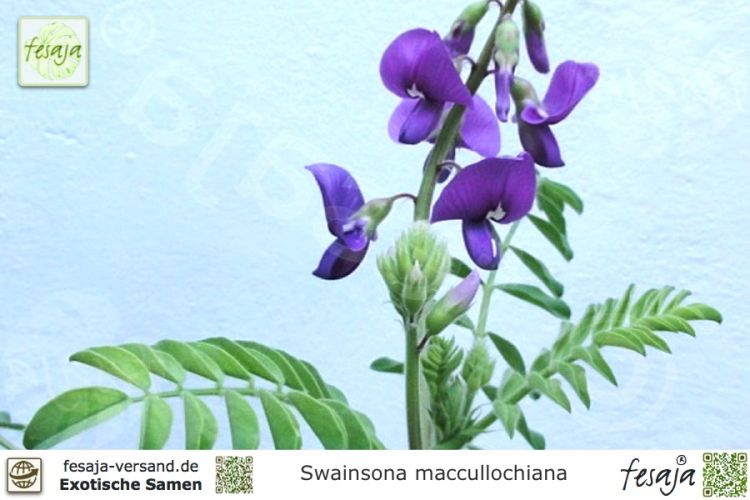 Swainsona maccullochiana