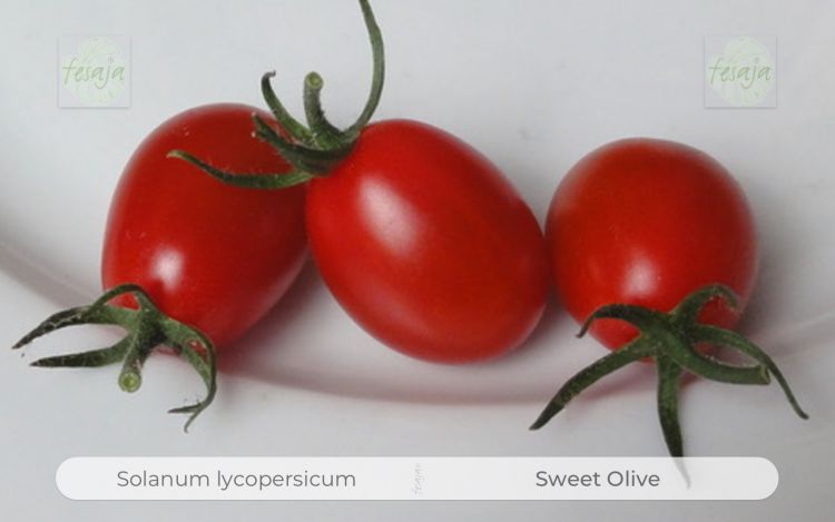 Tomate Sweet Olive