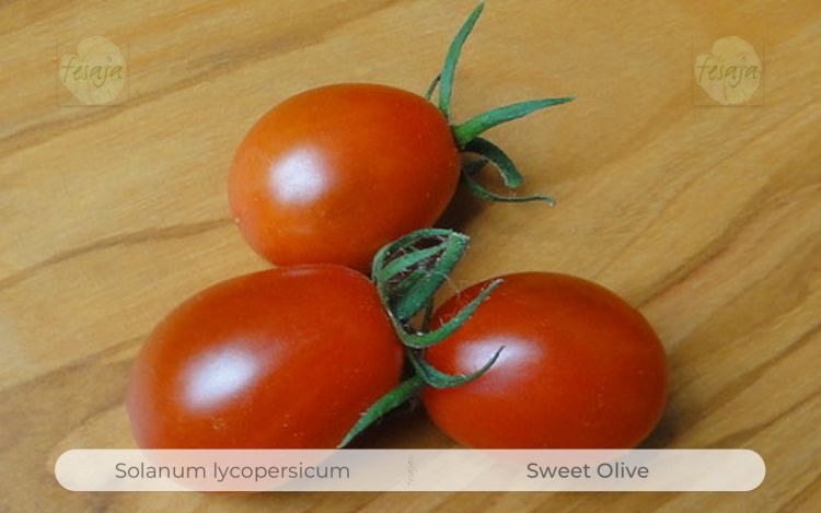 Tomate Sweet Olive