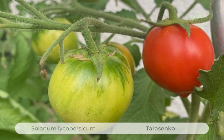 Tomate Tarasenko