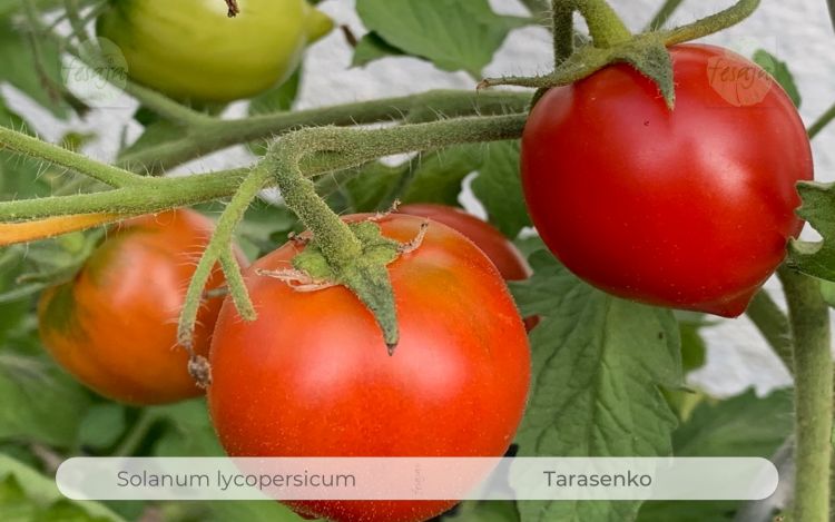 Tomate Tarasenko