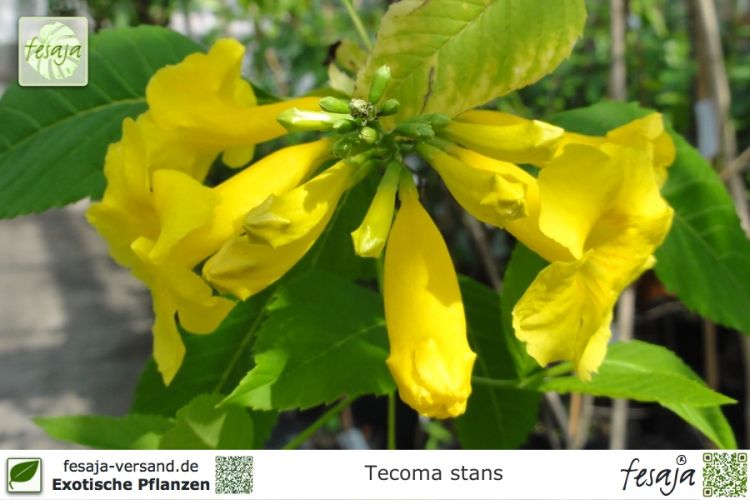 Tecoma stans Pflanzen
