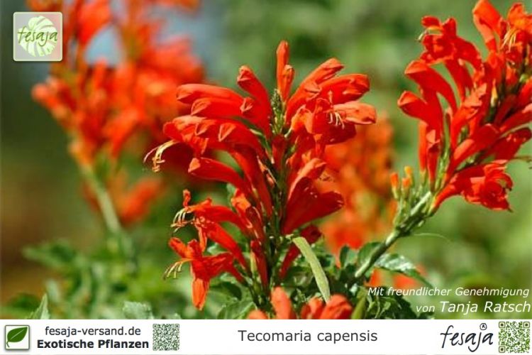 Tecomaria capensis Pflanzen