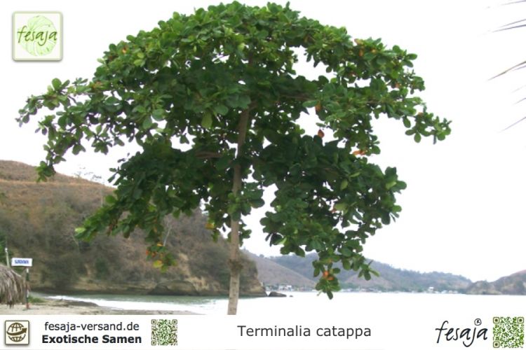 Katappenbaum Terminalia Catappa Seemandelbaum 2 Wochen alt