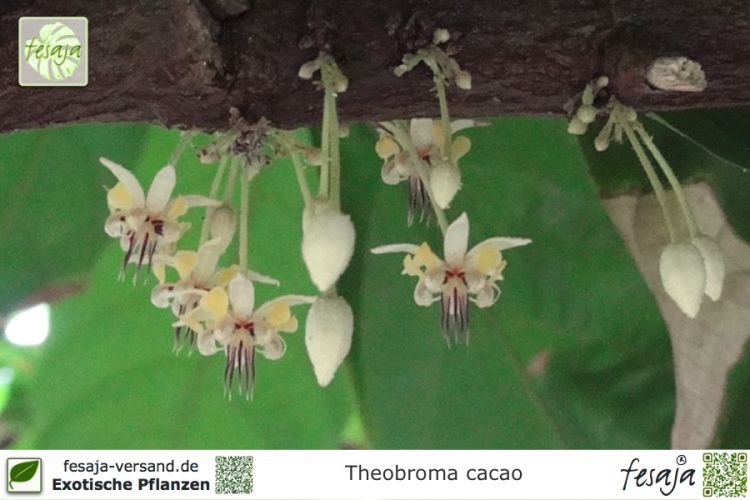 Theobroma cacao Pflanzen