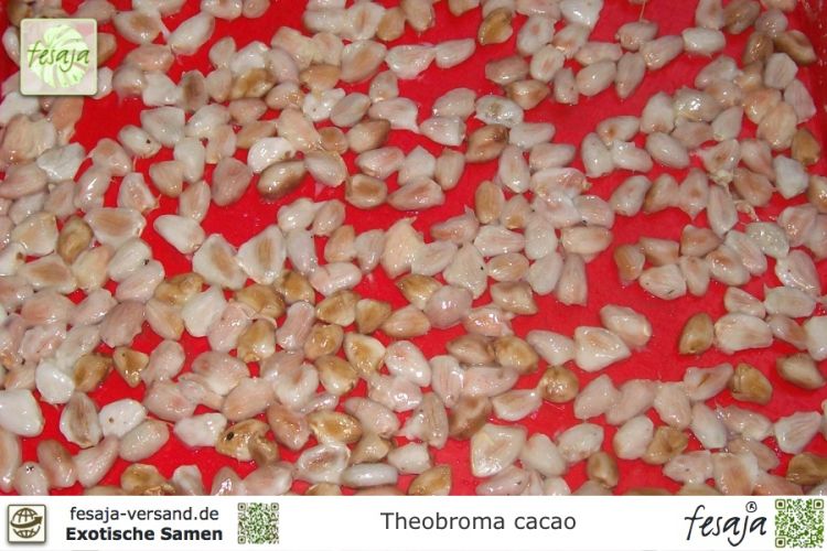Theobroma cacao Samen