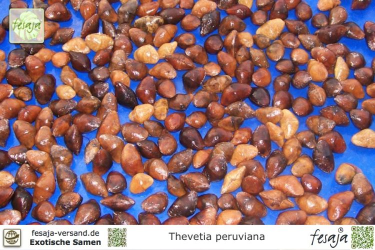Thevetia peruviana Samen