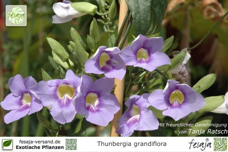 Thunbergia grandiflora Pflanzen