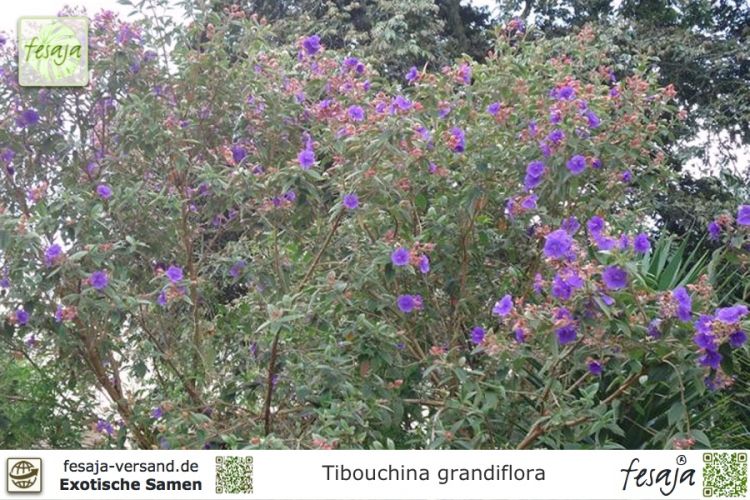 Tibouchina grandiflora