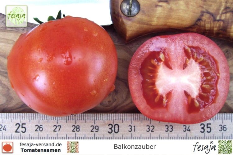 Tomate Balkonzauber