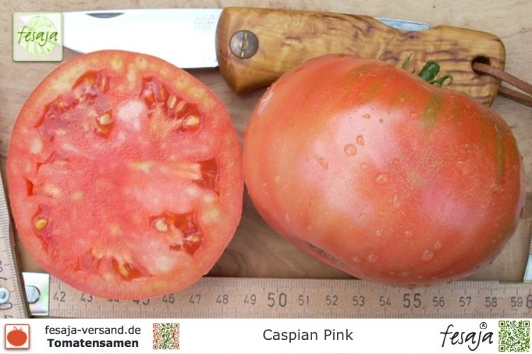 Tomate Caspian Pink