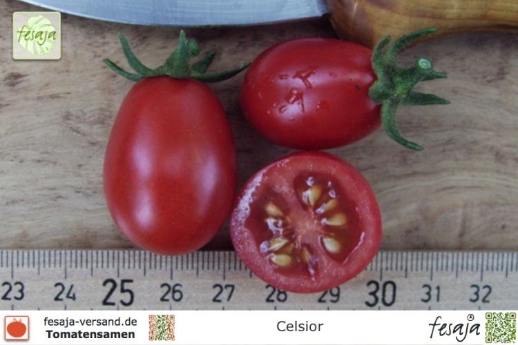 Tomate Celsior