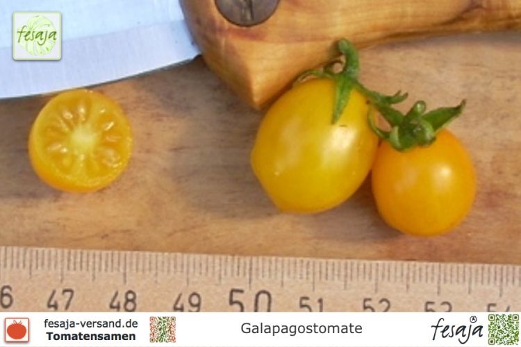 Galapagos Tomate