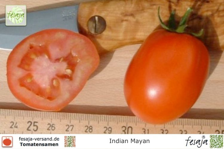 Tomate Indian Mayan