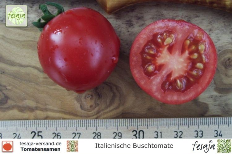 Tomate Italienische Buschtomate