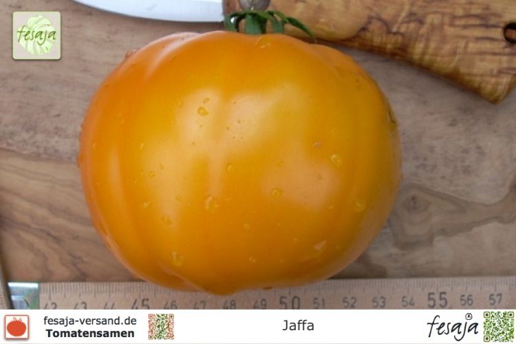 Tomate Jaffa