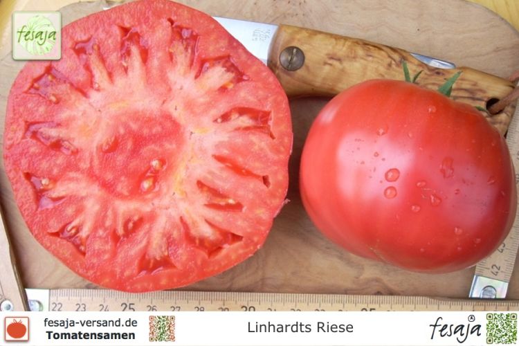 Tomate Linhardts Riese