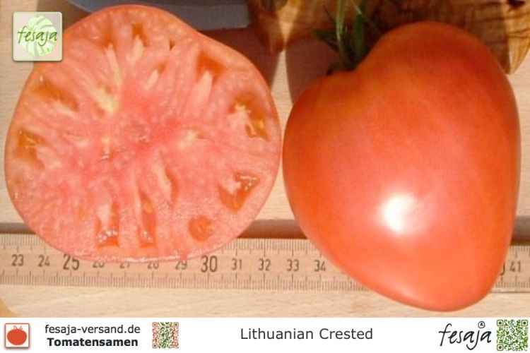 Tomate Lithuanian Crested