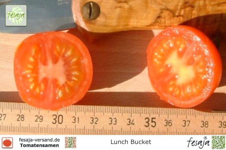 Tomate Lunch Bucket
