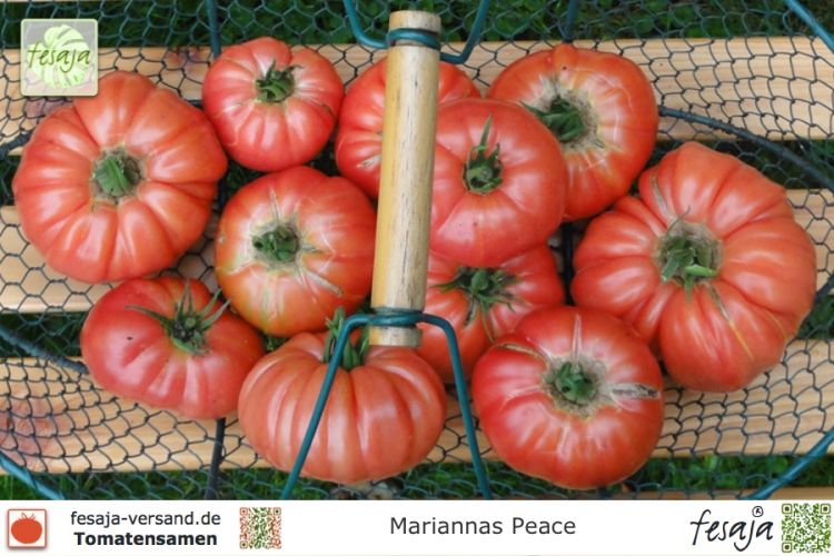 Tomate Mariannas Peace