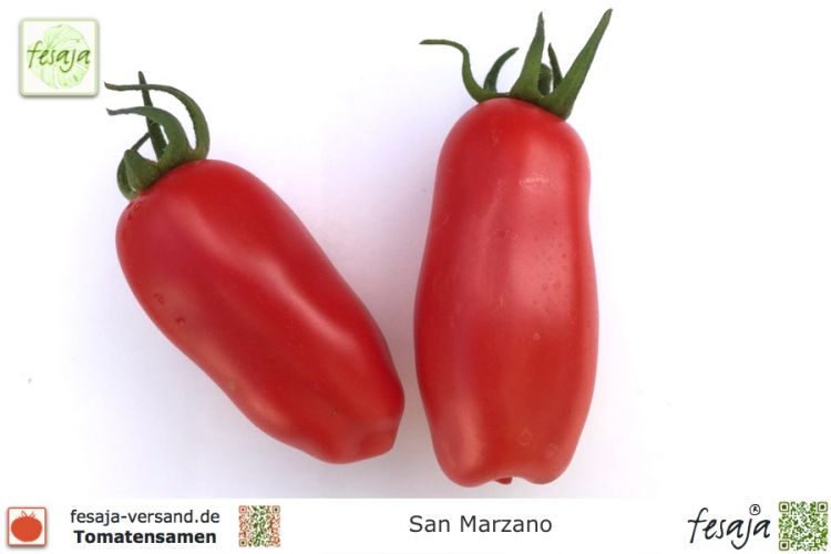 Tomate San Marzano