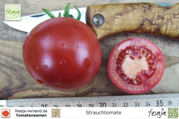 Tomate Strauchtomate
