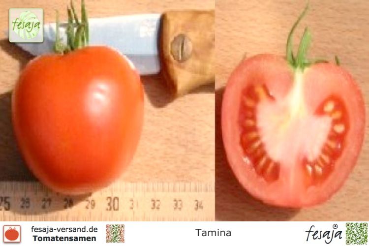 Tomate Tamina