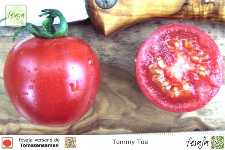 Tomate Tommy Toe