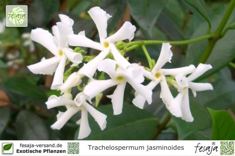 Trachelospermum jasminoides Pflanzen