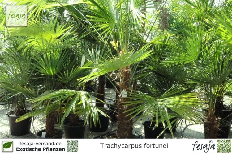 Trachycarpus fortunei Pflanzen