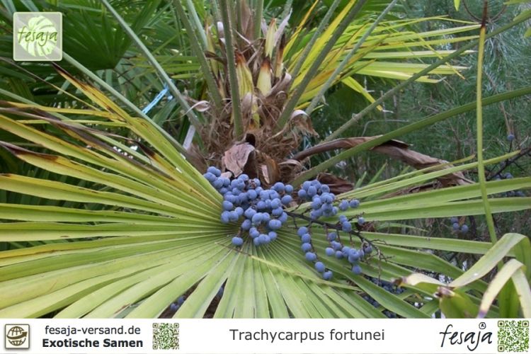Chinesische Hanfpalme Trachycarpus fortunei 10 Samen 