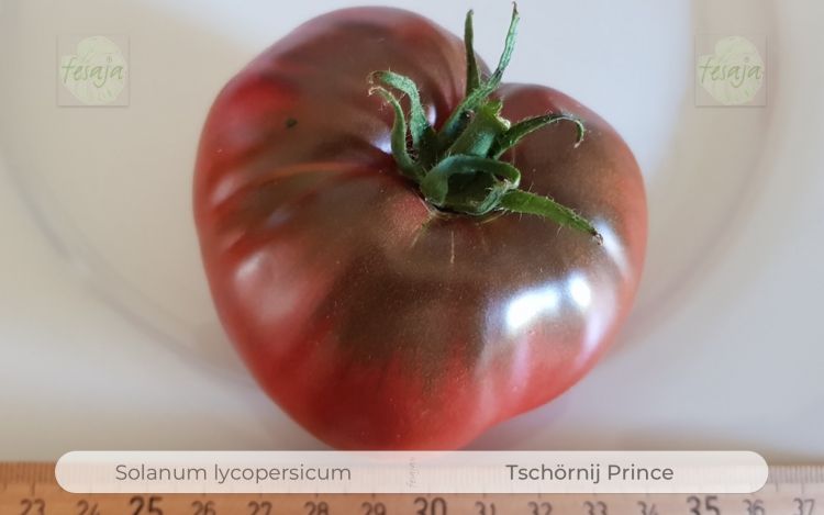Tomate Tschörnij Prince