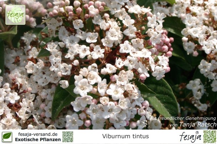 Viburnum tinus Pflanzen