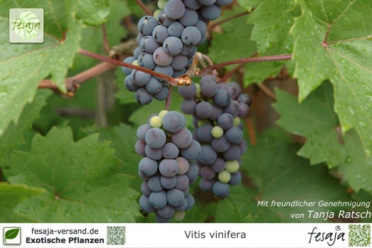 Vitis vinifera Pflanzen