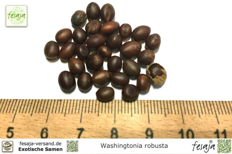 Washingtonia robusta Samen
