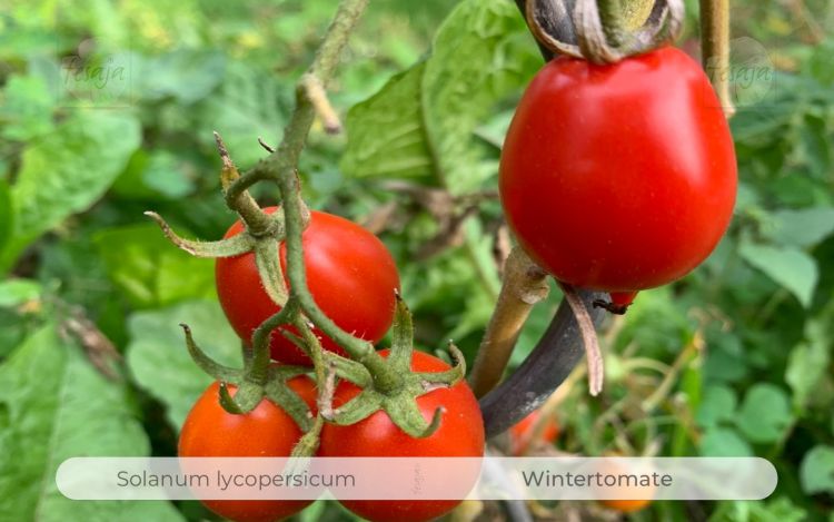 Tomate Wintertomate
