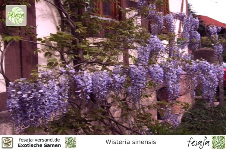 5Stk Blauregen Wisteria floribunda Samen  Lila Wisteria samen Garten Pflanzens s