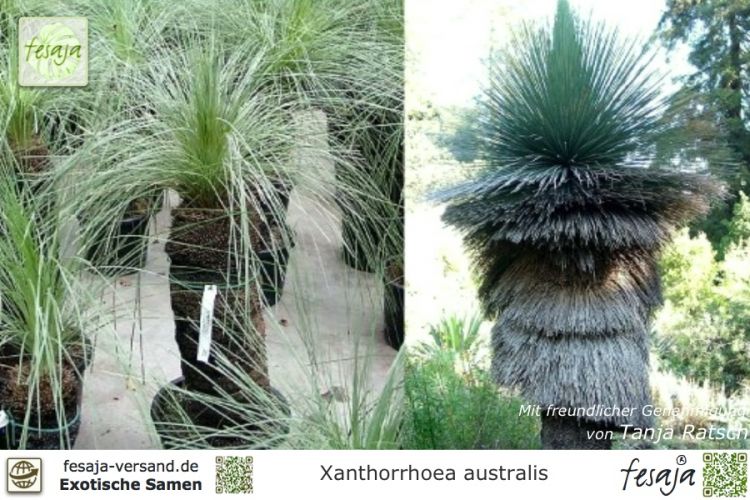 Xanthorrhoea australis