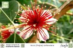 Brasilianische Guave, Feijoa, Acca sellowiana