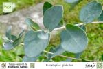 Blauer Eukalyptus, Eucalyptus globulus