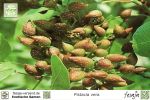 Echte Pistazie, Pistacia vera