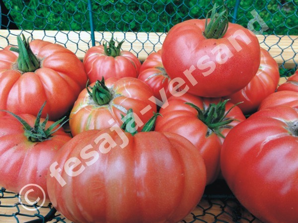 Tomaten, Paradeiser, Liebesäpfel. Tomatensamen vom fesaja-versand